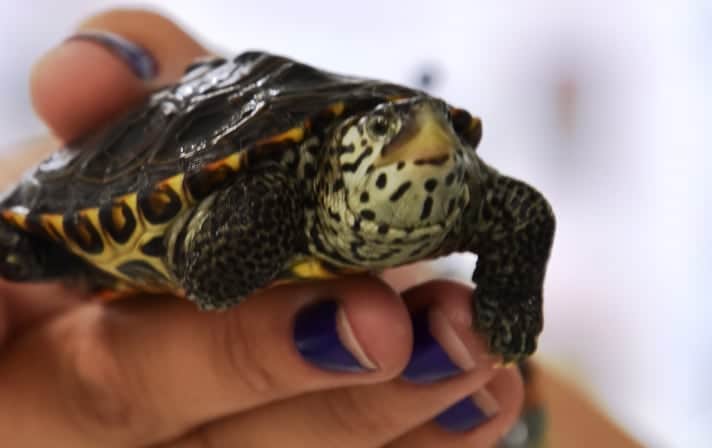 Juvenile Terrapins Released On Maryland Island