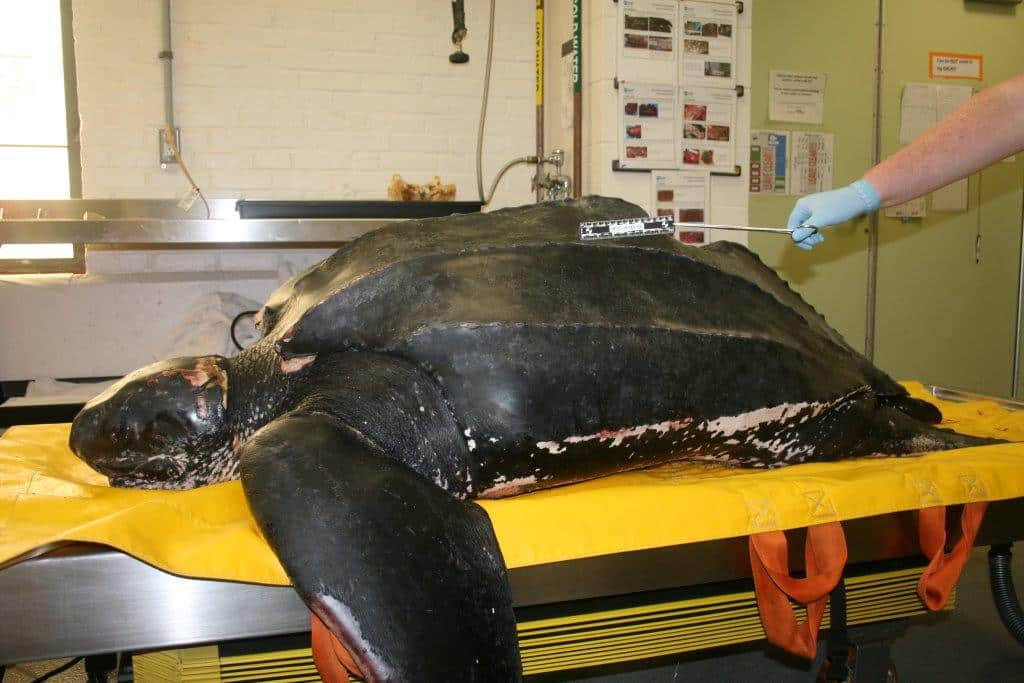 Dead Leatherback Turtle Found On New England Beach Died From Trio Of Human Hazards
