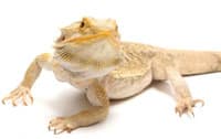 Number Of Injured Bearded Dragons More Than Double In Outback Aussie Town