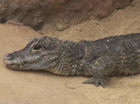 New Reptile Walk Opens At San Diego Zoo