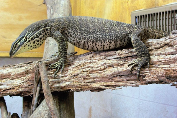 monitor lizard