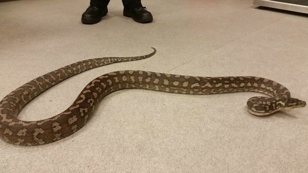 Python Abandoned in Front of Home in Scotland