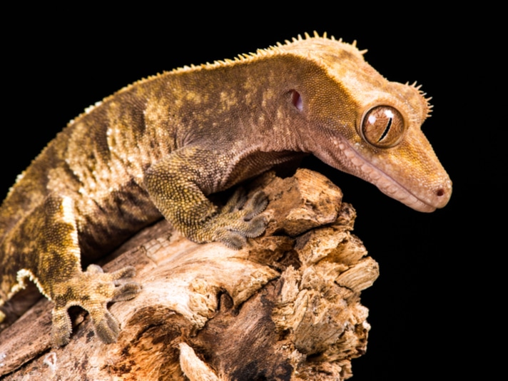 Salmonella Outbreak Linked To Crested Geckos