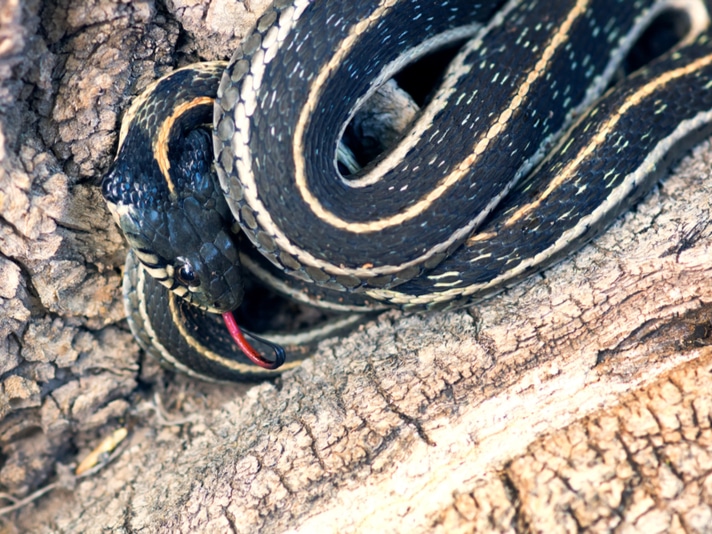 Trump Administration Sued For Failing To Protect Two Garter Snake Species
