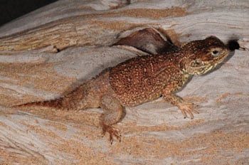 New Species Of Lizard Of The Family Agamidae Discovered In Somalia