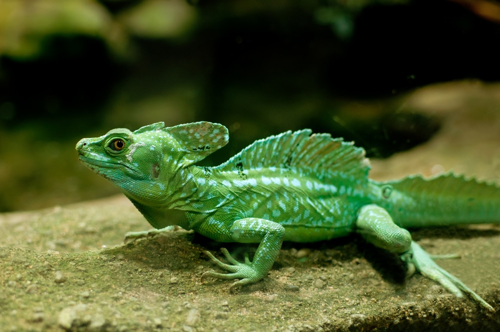 blue basilisk lizard