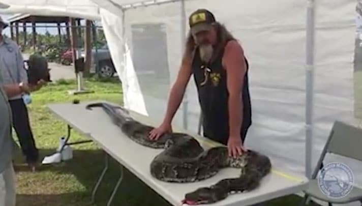 Python Hunter Pulls 16-Foot, 11-Inch Snake Out Of Everglades