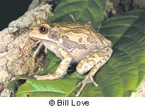 Marsupial Treefrog Care And Information