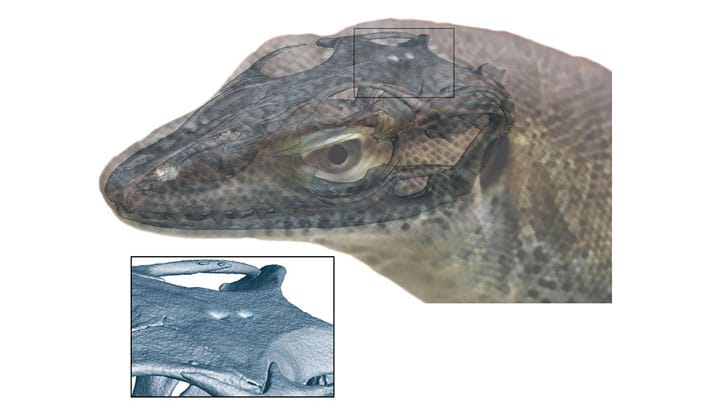 Researchers Discover Ancient Lizard With Four Eyes, But They're Not What You Think