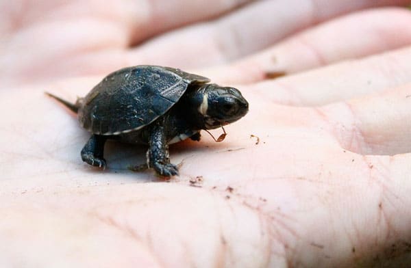 Two Critically Endangered Bog Turtles Hatch at Zoo Atlanta