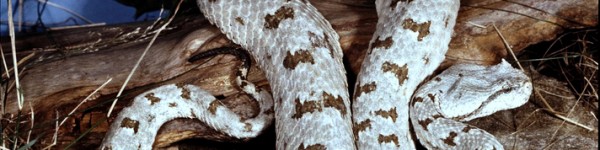 Spider Tailed Horned Viper Shutterstock 732314527