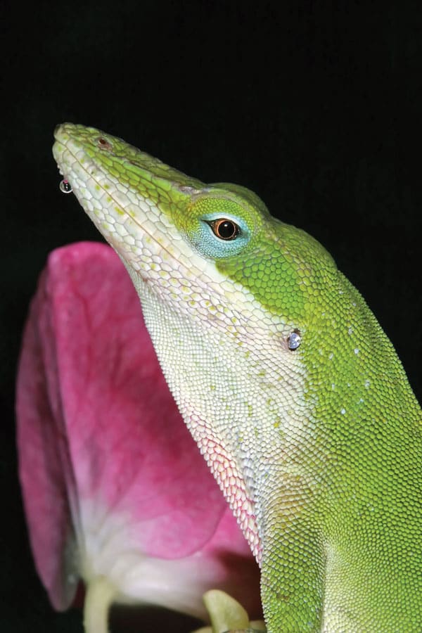 Choosing a Pet Anole