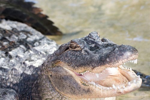 Crocodiles Have Diverse Ancestry