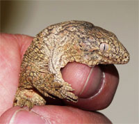 Parthenogenesis In New Caledonian Giant Geckos