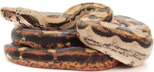 You Can Now Keep 25 Snakes In Cottonwood Heights, Utah