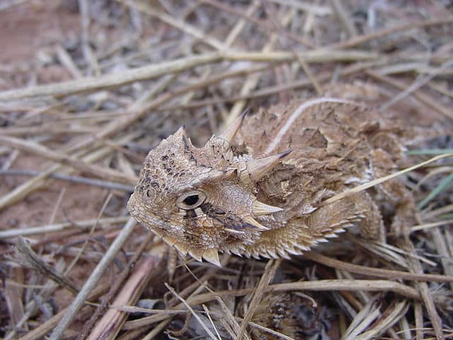 Texas Horned Lizard Subject Of Conservation Study By U. Of Texas Master’s Student