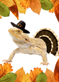 The Give Thanks For Reptiles Contest!