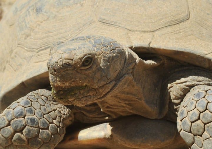 Desert Tortoise Mojave Maxine Leaves Burrow, Signaling Spring Has Arrived