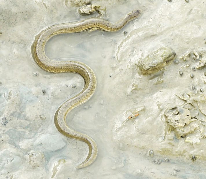 Unique Feeding Behavior For A Snake; Tearing Its Food Apart Before Eating It