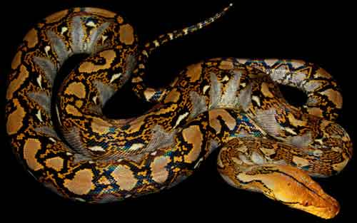 Reticulated Python Care Sheet - Reptiles Magazine