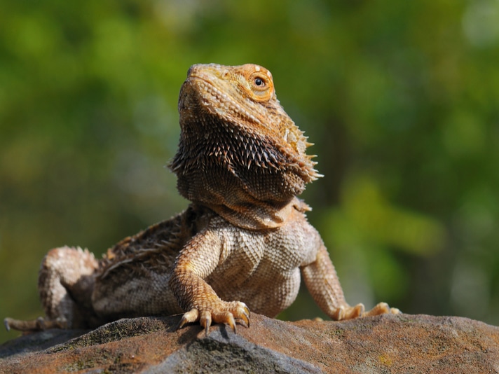 Bearded Dragon Looking For Its Owner At University Of Wisconsin, Madison