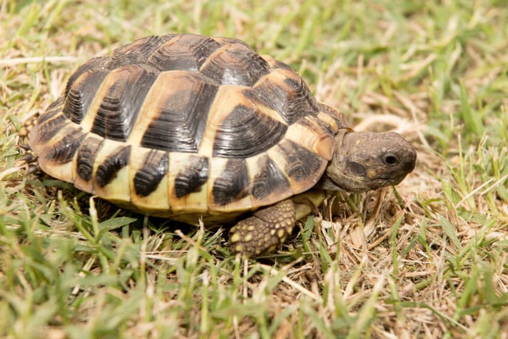 56 Hermann’s Tortoises Stolen From A Cupulatta Park In Corsica