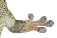 Scientists Develop A Powerful New Adhesive Inspired By Gecko’s Feet