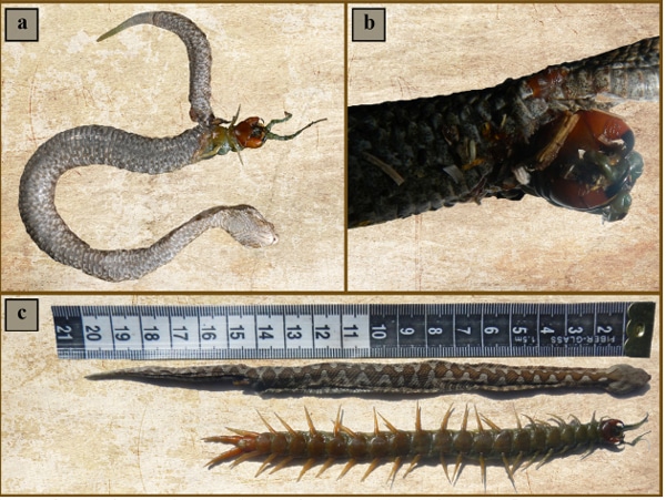 Centipede Eats Juvenile Nose-Horned Viper From Inside Out
