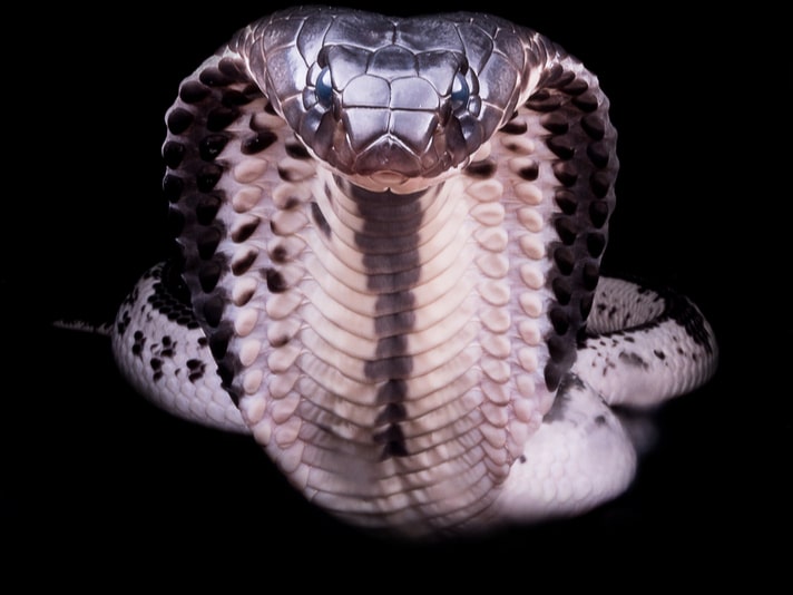 Snake Chef Dies After Getting Bit By A Cobra’s Severed Head