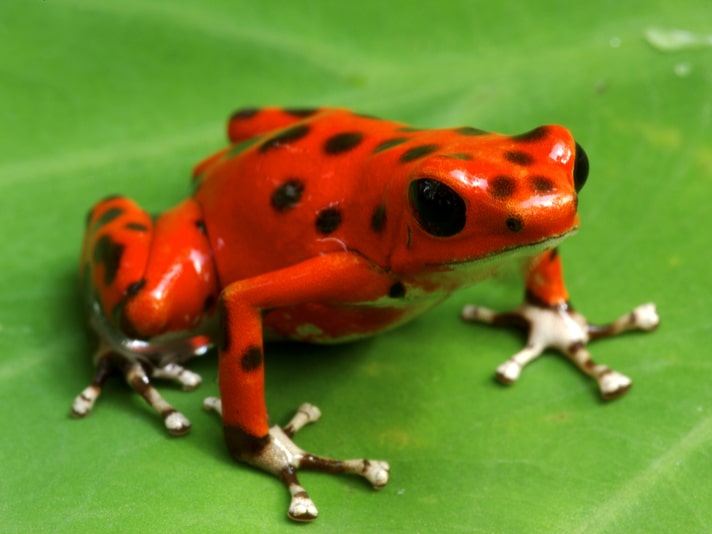Strawberry Poison Frog Care Tips