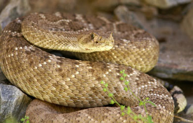 Another California Man Who Tried to Take Selfie With Rattlesnake Gets Bit