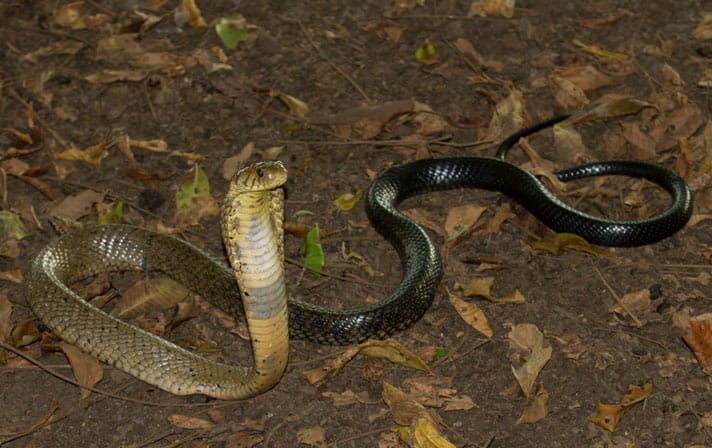 Cobra Snakes Of The Congo