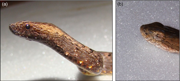 Colubrid Snake Changes Eye Pupils To Emulate Malayan Pit Viper