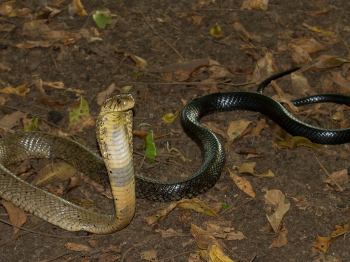 DNA Analysis Determines Forest Cobra To Be Five Different Species