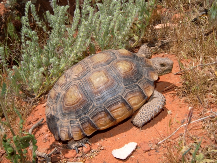 California’s Desert Tortoise Populations To Be Strengthened By Military Head Start Program