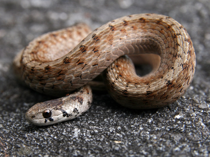 Brown Snake In Montreal, Canada Get Help From Herpetologists