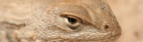 Dunes Sagebrush Lizard 500