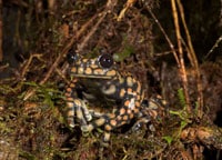 Treefrog Named After Prince Charles