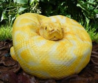 Burmese Python Snake Cake Goes Viral On Internet
