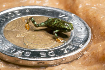 Harlequin Frog Breeding Project Has Some Success In Panama Harlequin Frog Breeding Project Has Some Success In Panama