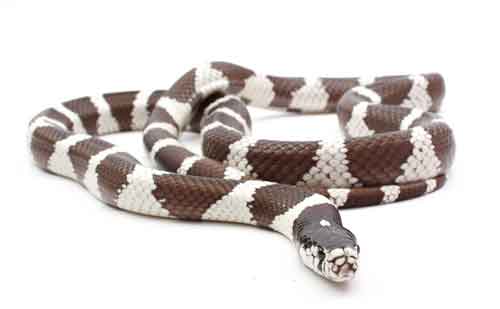 California Kingsnakes Slide On Lubricated Fat Cells To Move About Smoothly