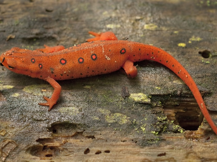 Interim Ban Placed On Importation And Interstate Transport Of 201 Salamander Species