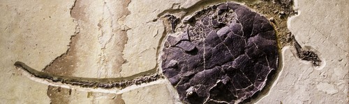 Shutterstock 6275058621