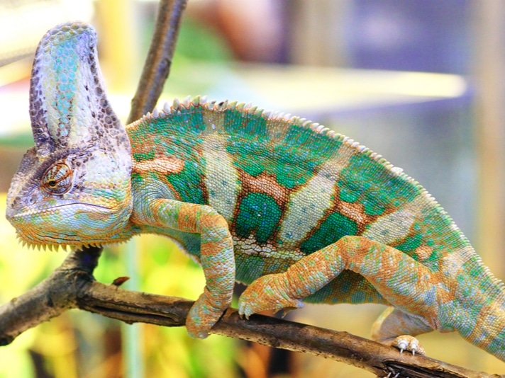 Creating the Perfect Habitat for Your Pet Chameleon
