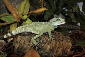 Chinese Water Dragon - Reptiles Magazine