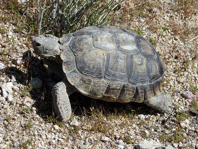 Herping California's Mojave Desert for the Desert Tortoise