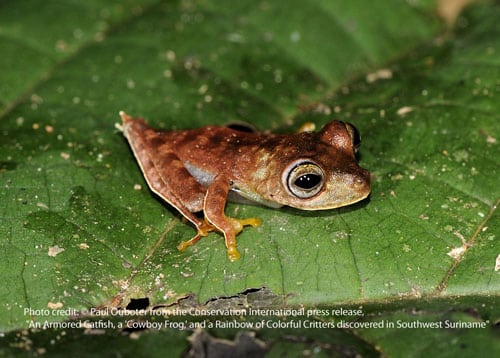 Conservation International Expedition Yields Tiny