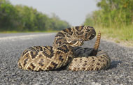 Eastern Diamondback rattlesnake