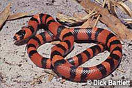 Honduran Milk Snake