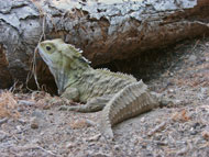 tuatara